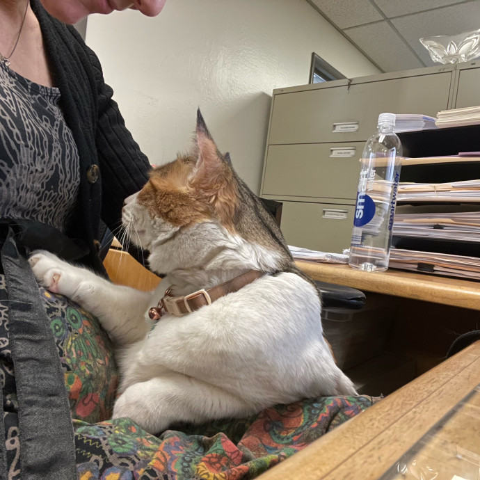 Kitties Are Earth Angels