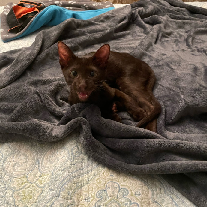 Kitties Are Earth Angels