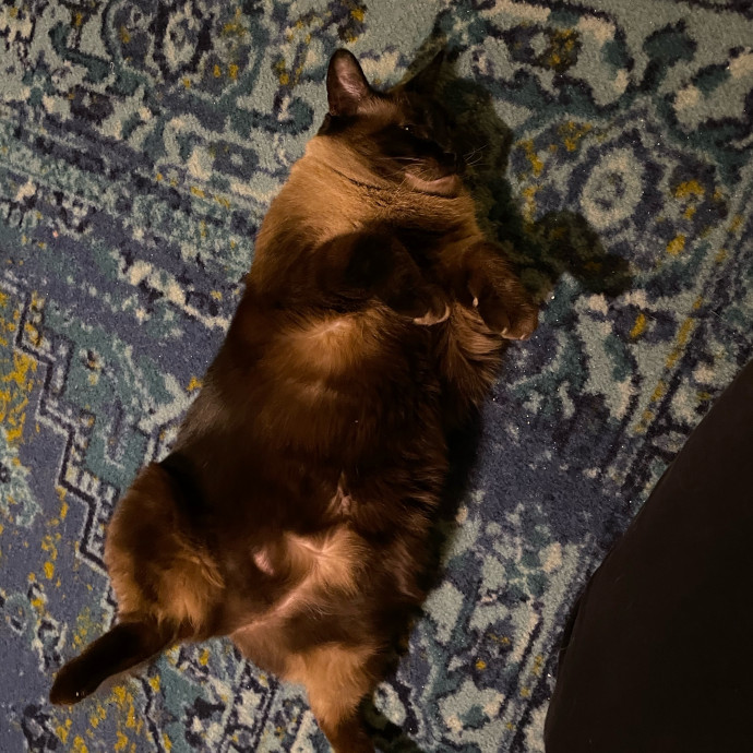 Kitties Are Earth Angels