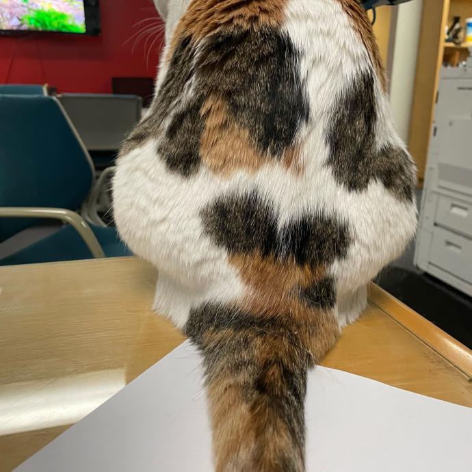 Kitties Are Earth Angels