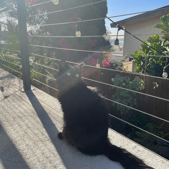 Kitties Are Earth Angels