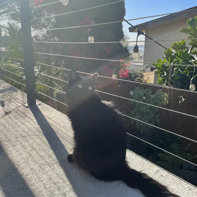 Kitties Are Earth Angels