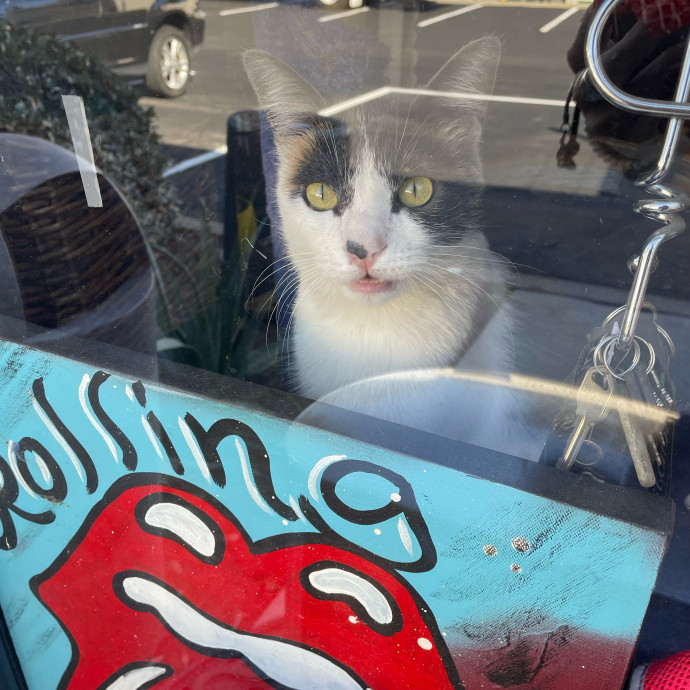Kitties Are Earth Angels