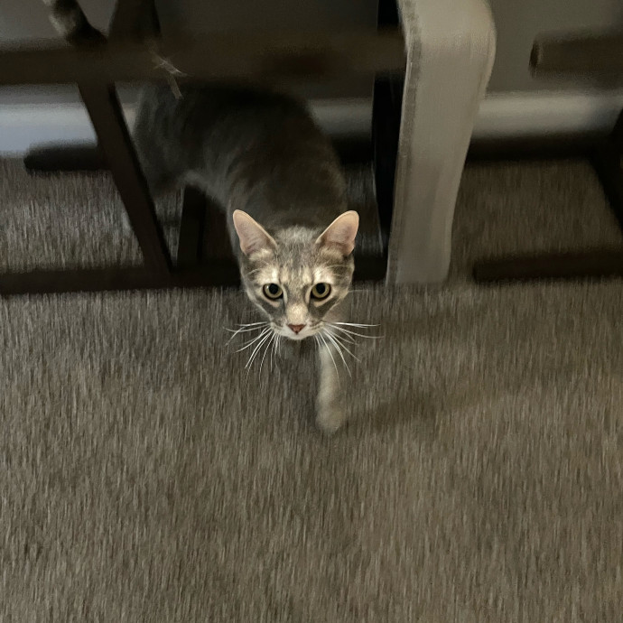 Kitties Are Earth Angels