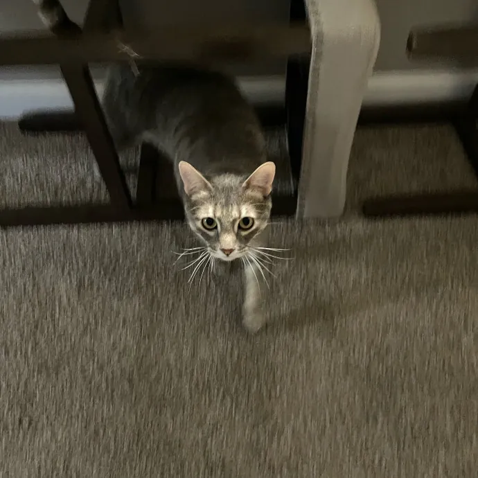 Kitties Are Earth Angels