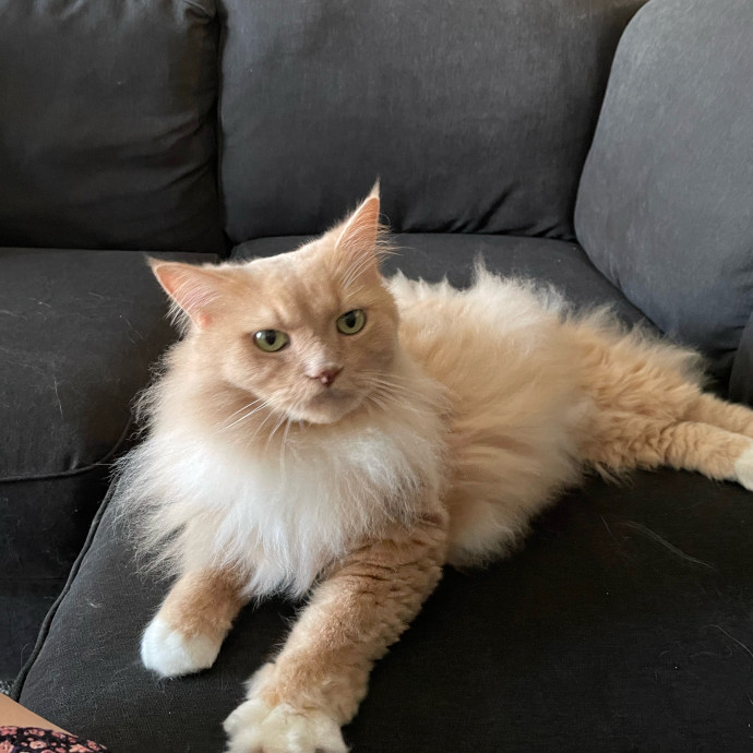 Kitties Are Earth Angels