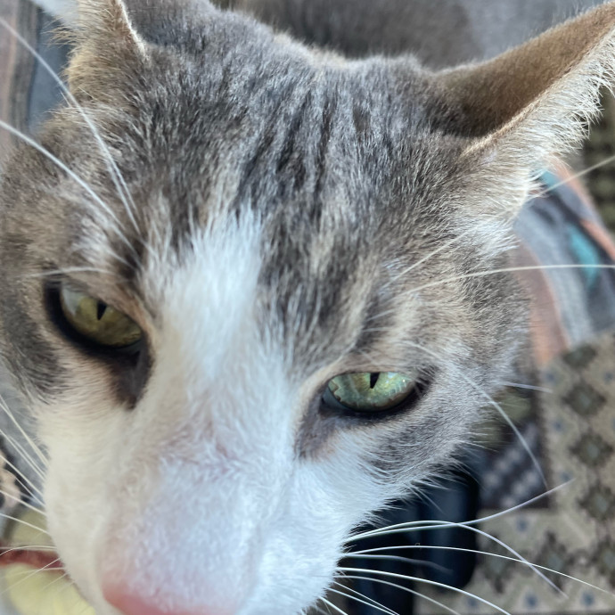 Kitties Are Earth Angels