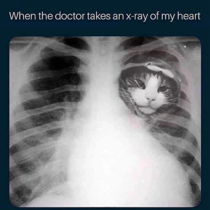 Kitties Are Earth Angels
