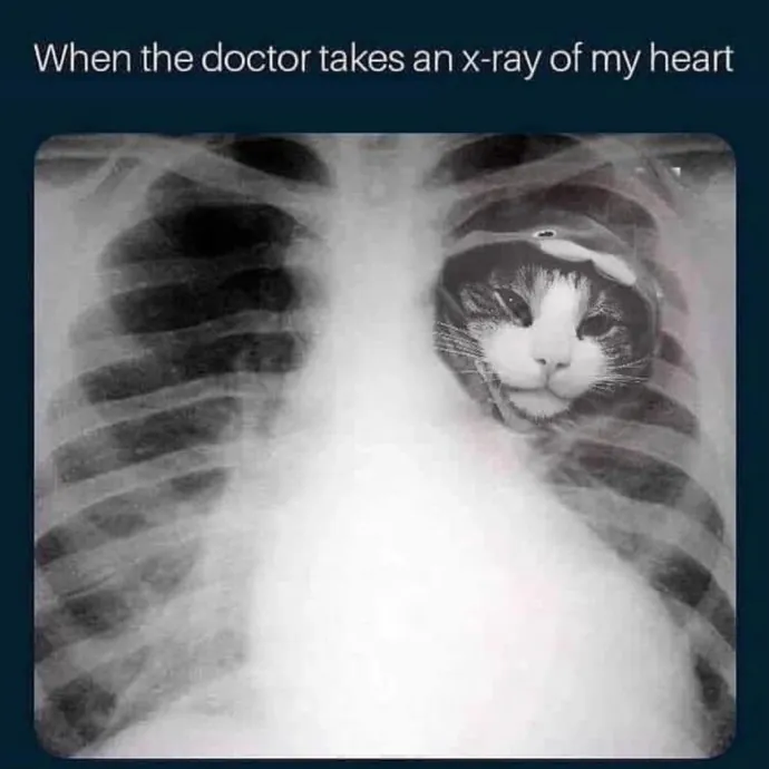 Kitties Are Earth Angels