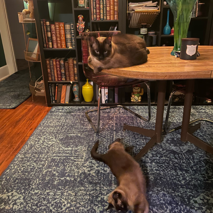 Kitties Are Earth Angels
