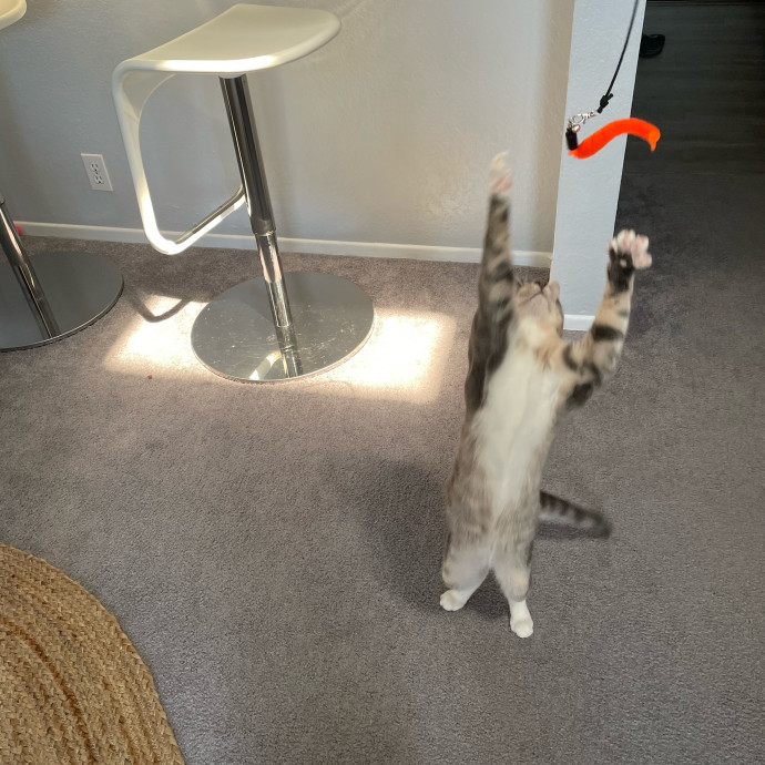 Kitties Are Earth Angels