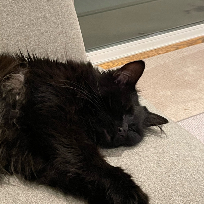Kitties Are Earth Angels