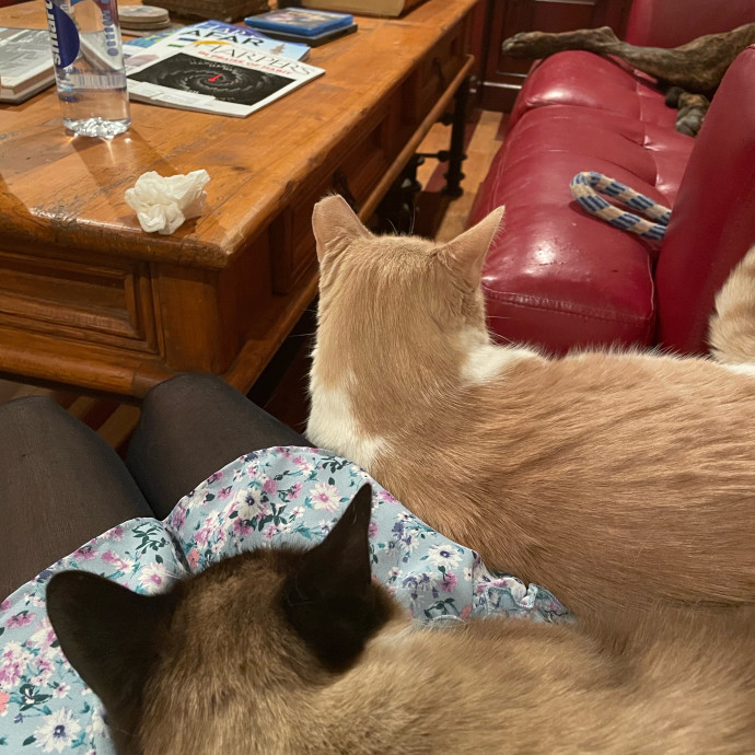 Kitties Are Earth Angels photo 2