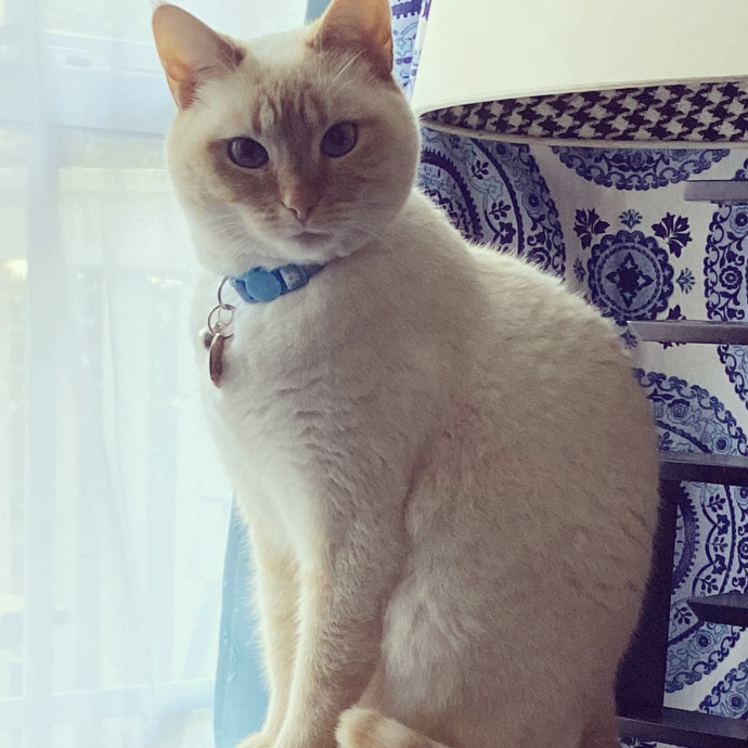 Reliable Cat Lady In Woodstock