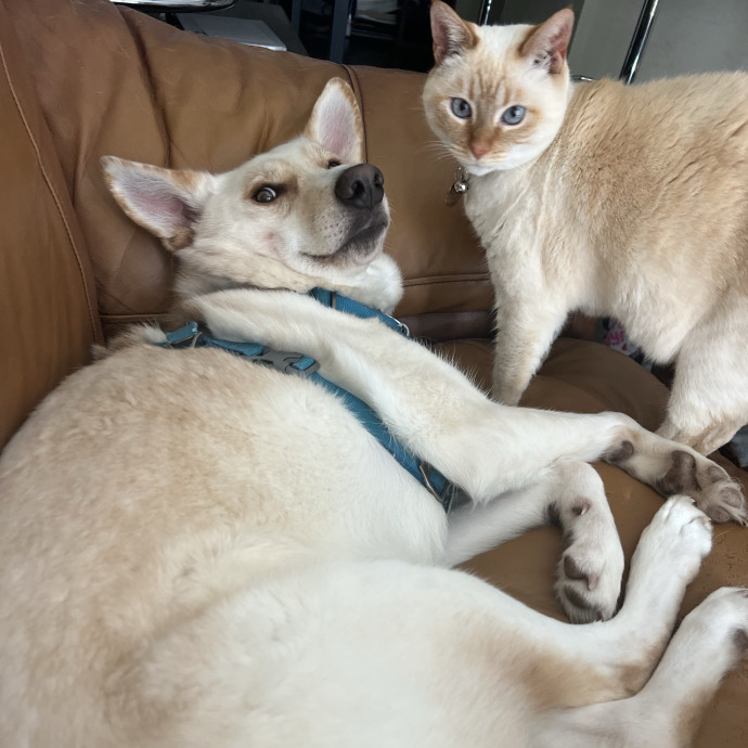 Reliable Cat Lady In Woodstock