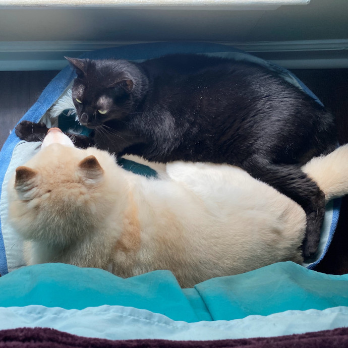 Reliable Cat Lady In Woodstock