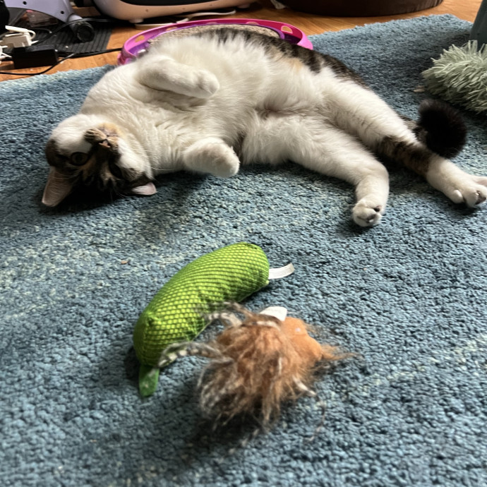 Reliable Cat Lady In Woodstock