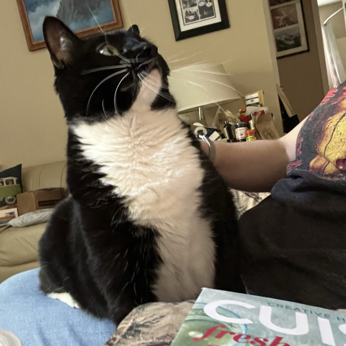 Reliable Cat Lady In Woodstock