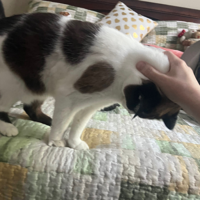 Reliable Cat Lady In Woodstock