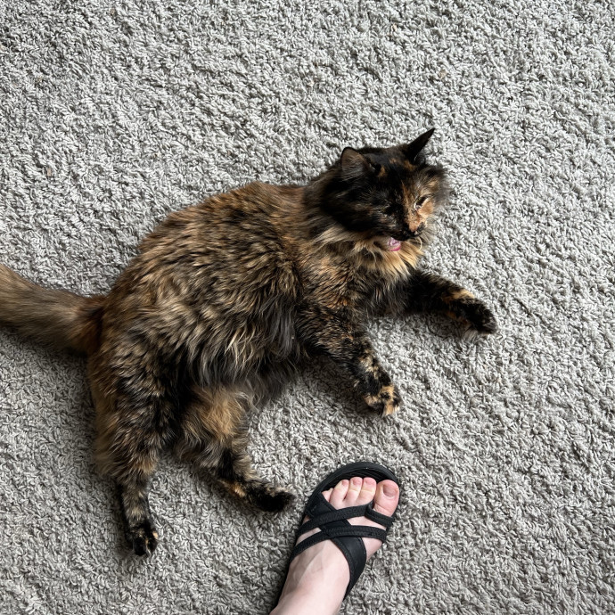 Reliable Cat Lady In Woodstock photo 3