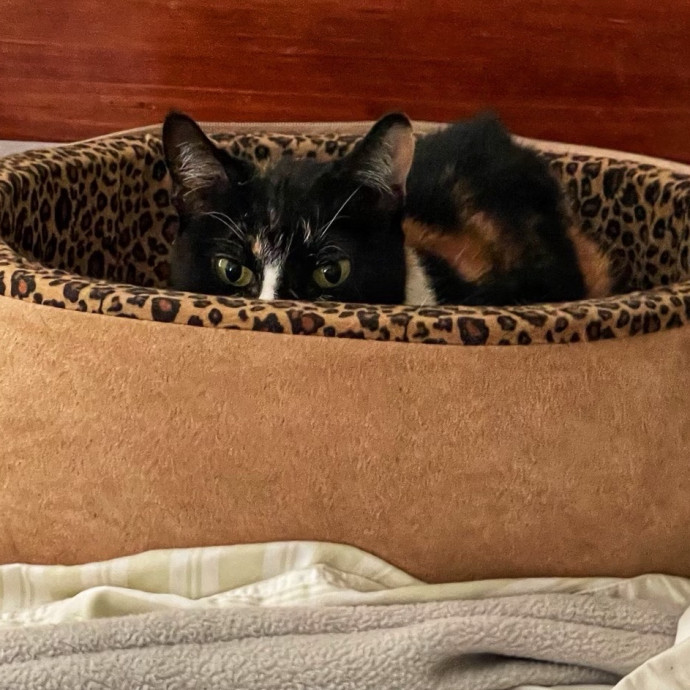 Cat Concierge Extraordinairé