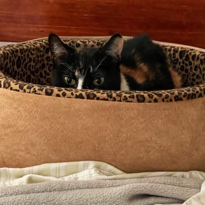 Cat Concierge Extraordinairé