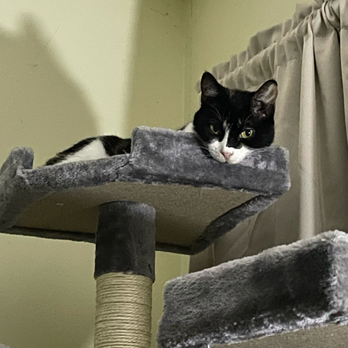 Cat Concierge Extraordinairé