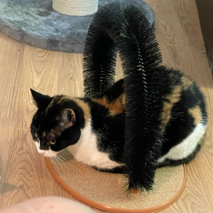 Cat Concierge Extraordinairé