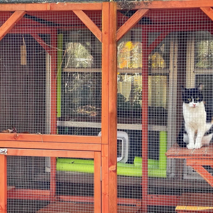 Cat Concierge Extraordinairé