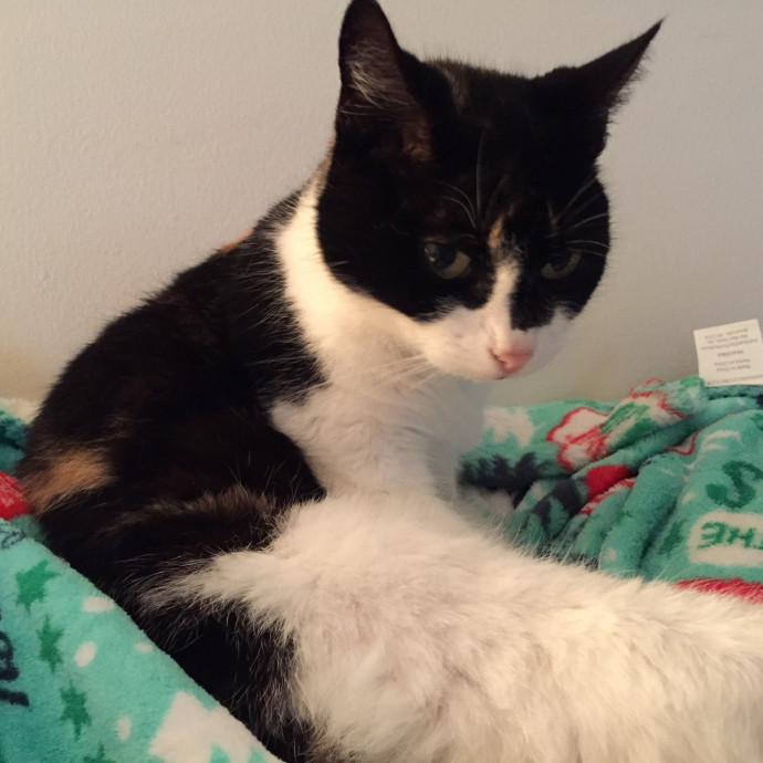 Cat Concierge Extraordinairé