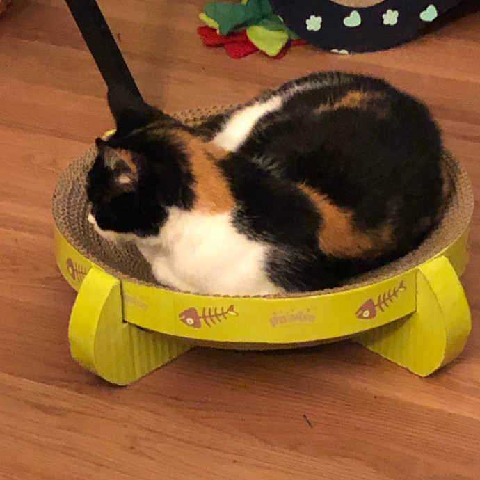 Cat Concierge Extraordinairé