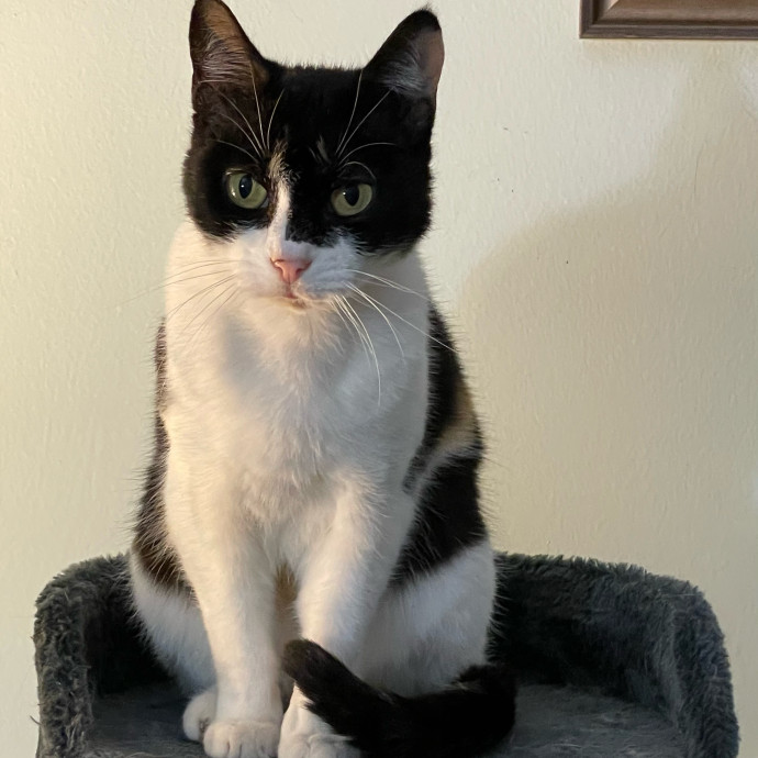 Cat Concierge Extraordinairé