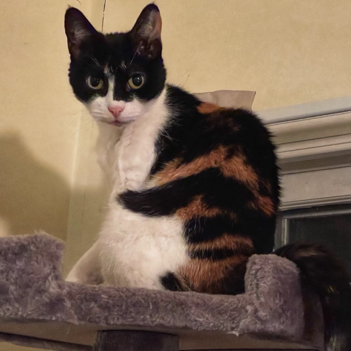 Cat Concierge Extraordinairé