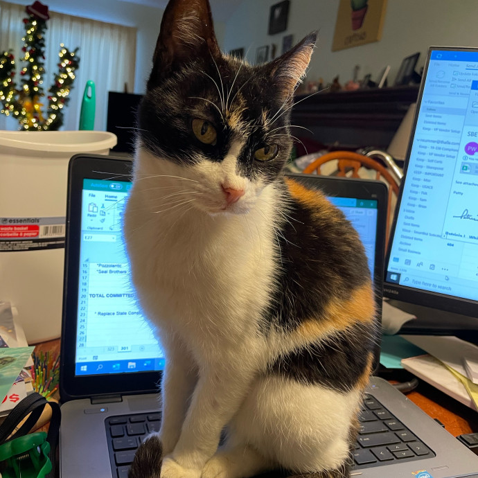 Cat Concierge Extraordinairé photo 3
