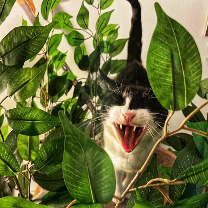 Cat Concierge Extraordinairé photo 2