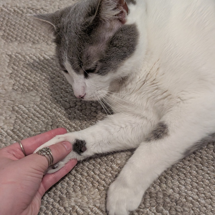 Zoe - Cat Mom To Buddy And Holly