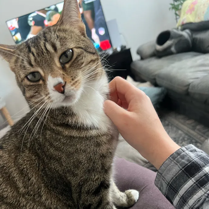 Peyton's Whisker Watch