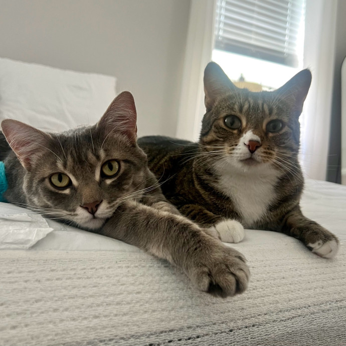 Peyton's Whisker Watch