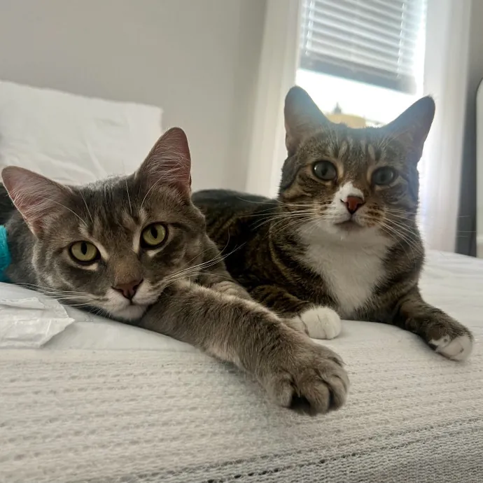 Peyton's Whisker Watch
