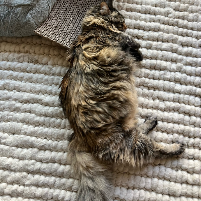 Peyton's Whisker Watch