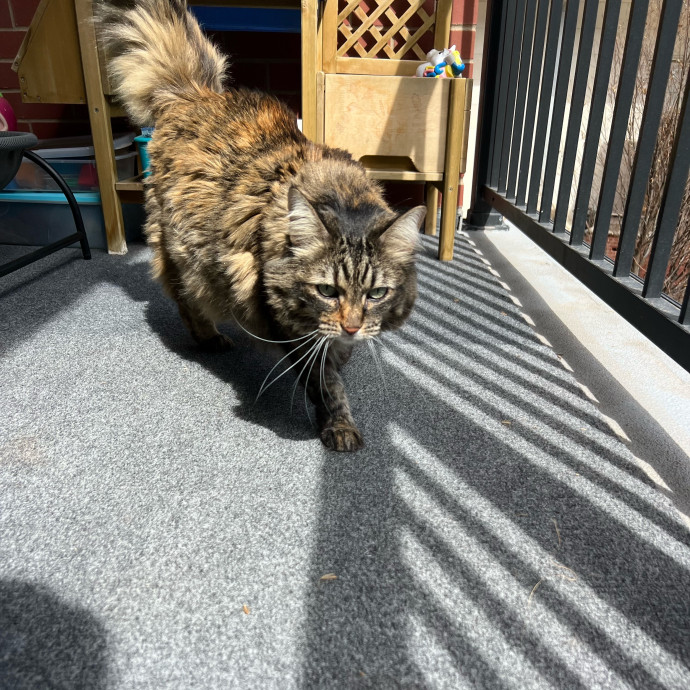 Peyton's Whisker Watch