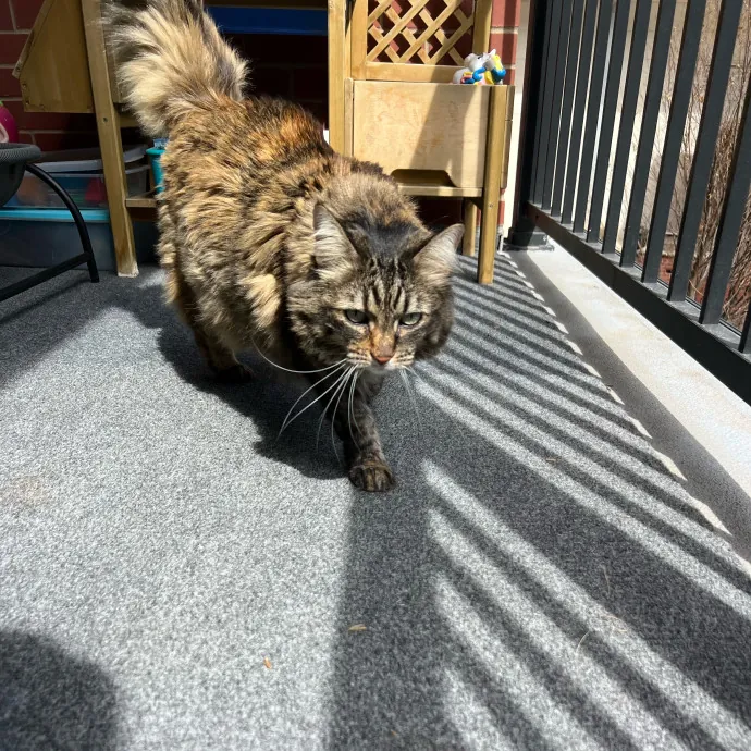 Peyton's Whisker Watch