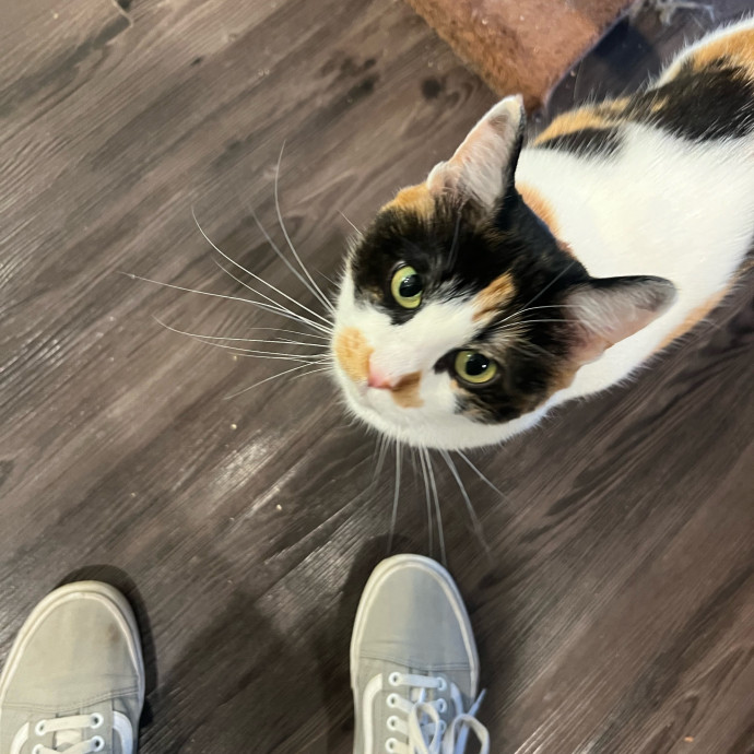 Peyton's Whisker Watch