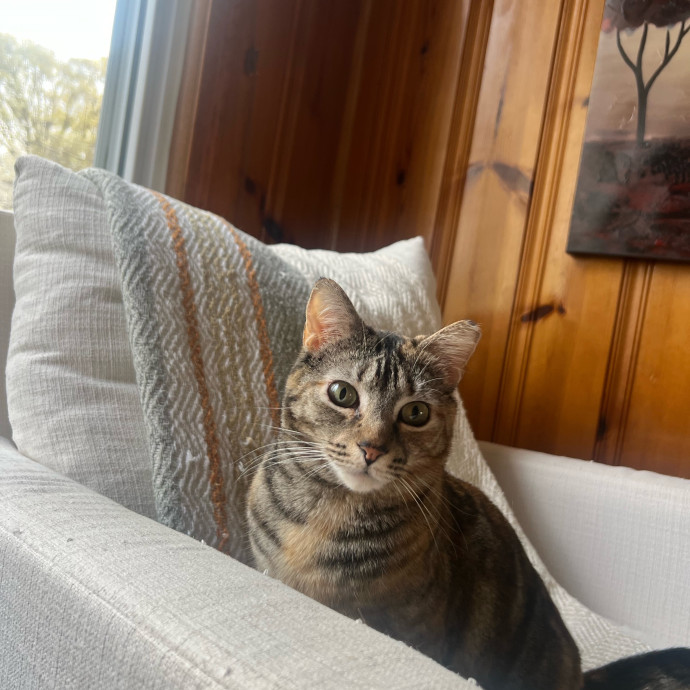 Peyton's Whisker Watch