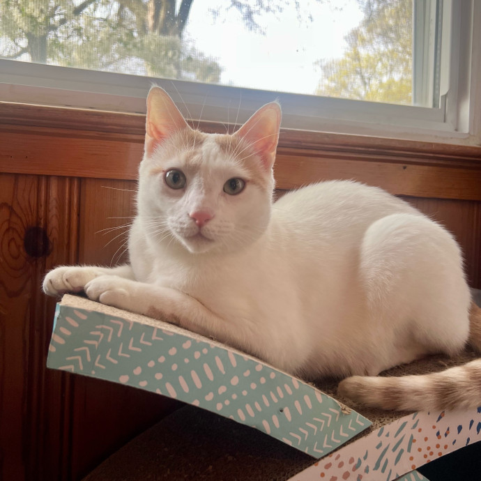 Peyton's Whisker Watch