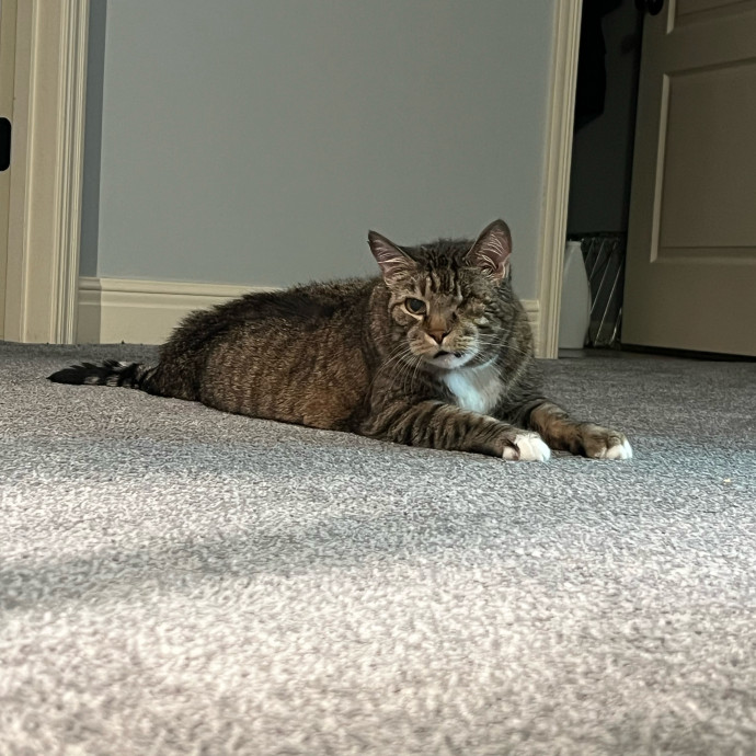 Peyton's Whisker Watch
