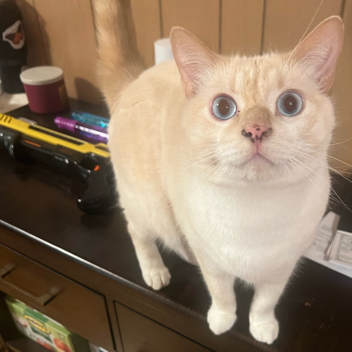 Peyton's Whisker Watch