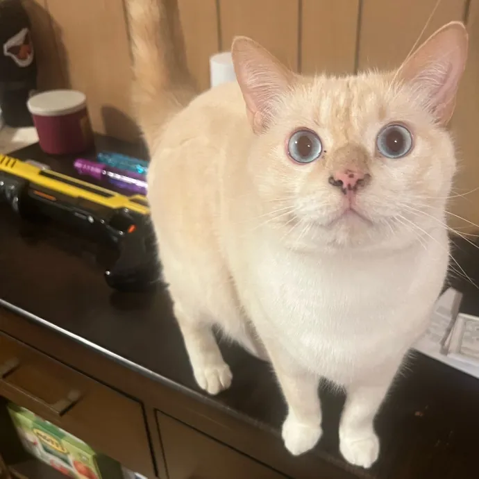 Peyton's Whisker Watch