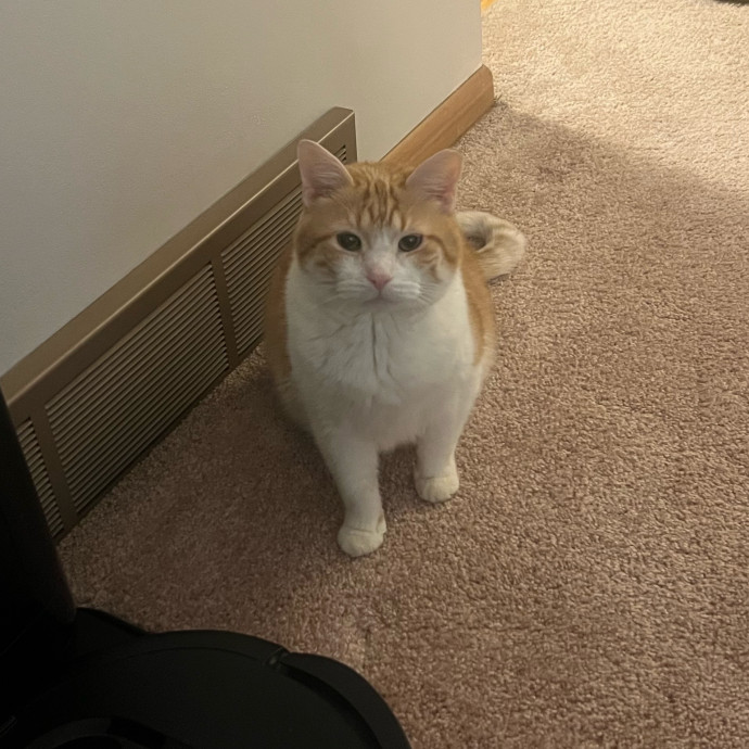 Peyton's Whisker Watch