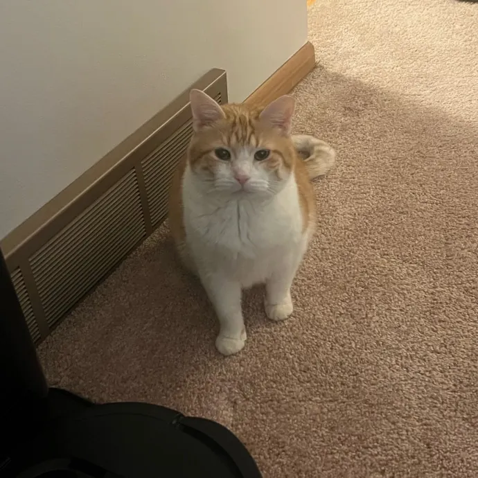 Peyton's Whisker Watch